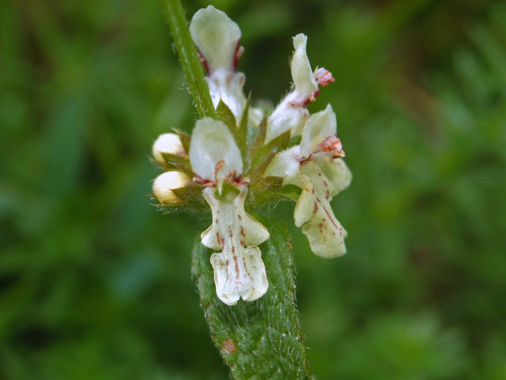 Stachys recta  / Stregona gialla